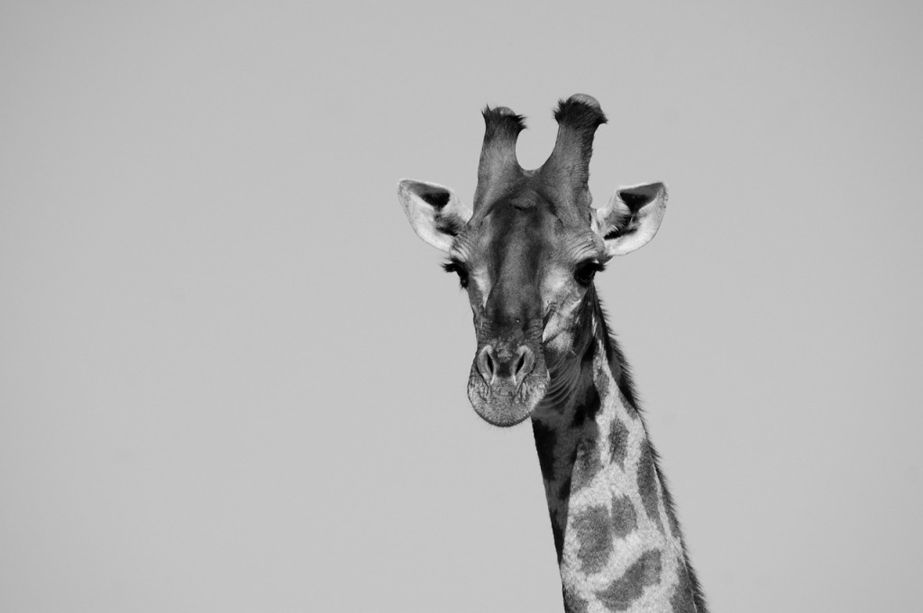 giraffe